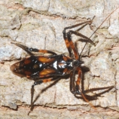 Unverified Assassin bug (Reduviidae) at Sippy Downs, QLD - 22 Nov 2023 by Harrisi
