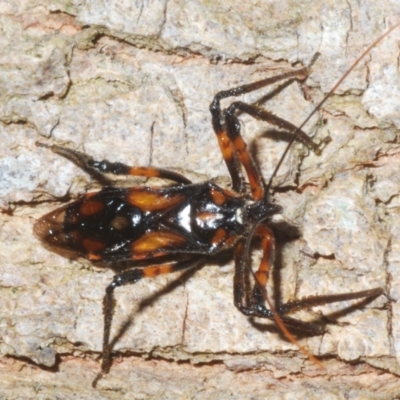 Unverified Assassin bug (Reduviidae) at Sippy Downs, QLD - 22 Nov 2023 by Harrisi