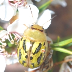 Paropsisterna obliterata at Lower Cotter Catchment - 7 Dec 2023 11:08 PM