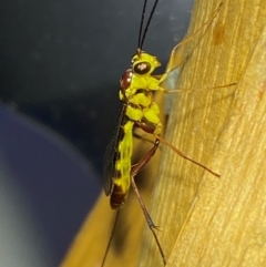 Ichneumonidae (family) (Unidentified ichneumon wasp) at QPRC LGA - 9 Dec 2023 by SteveBorkowskis