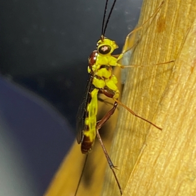 Ichneumonidae (family) (Unidentified ichneumon wasp) at QPRC LGA - 8 Dec 2023 by SteveBorkowskis