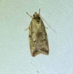 Syringoseca mimica (A Concealer moth (Wingia Group)) at QPRC LGA - 8 Dec 2023 by SteveBorkowskis