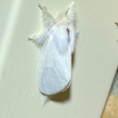 Trichiocercus sparshalli (Sparshall's Moth) at QPRC LGA - 8 Dec 2023 by SteveBorkowskis