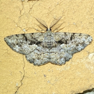 Unplaced phloeopa (Scalloped Bark Moth) at QPRC LGA - 8 Dec 2023 by SteveBorkowskis