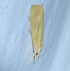 Calamotropha delatalis (a Crambid moth (Crambinae)) at QPRC LGA - 8 Dec 2023 by SteveBorkowskis