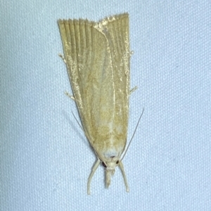 Calamotropha delatalis at suppressed - suppressed