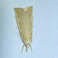 Calamotropha delatalis at suppressed - suppressed