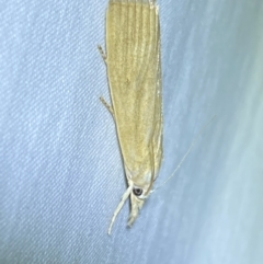 Calamotropha delatalis at suppressed - suppressed