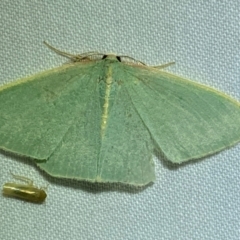 Chlorocoma (genus) at QPRC LGA - 8 Dec 2023