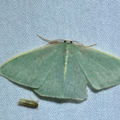 Chlorocoma (genus) at QPRC LGA - 8 Dec 2023