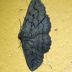 Melanodes anthracitaria at QPRC LGA - suppressed