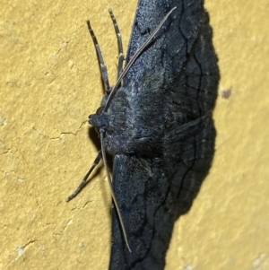 Melanodes anthracitaria at QPRC LGA - 8 Dec 2023