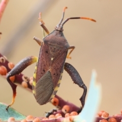 Amorbus alternatus (Eucalyptus Tip Bug) at Wodonga - 2 Dec 2023 by KylieWaldon