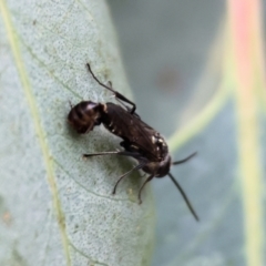 Unidentified Flower wasp (Scoliidae or Tiphiidae) at Wodonga, VIC - 2 Dec 2023 by KylieWaldon