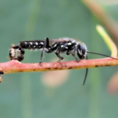 Unidentified Flower wasp (Scoliidae or Tiphiidae) at Wodonga, VIC - 2 Dec 2023 by KylieWaldon