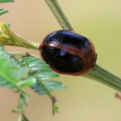 Dicranosterna immaculata (Acacia leaf beetle) at WREN Reserves - 2 Dec 2023 by KylieWaldon