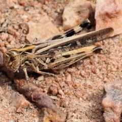Austroicetes sp. (genus) (A grasshopper) at Wodonga - 2 Dec 2023 by KylieWaldon