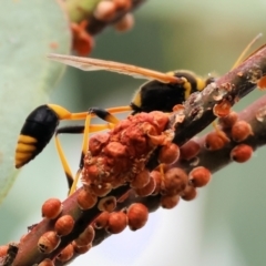 Sceliphron laetum (Common mud dauber wasp) at WREN Reserves - 3 Dec 2023 by KylieWaldon