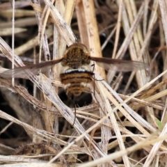 Staurostichus sp. (genus) (Unidentified Staurostichus bee fly) at WREN Reserves - 2 Dec 2023 by KylieWaldon