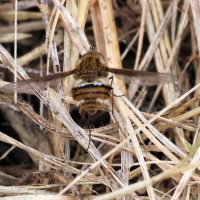 Staurostichus sp. (genus) (Unidentified Staurostichus bee fly) at WREN Reserves - 3 Dec 2023 by KylieWaldon