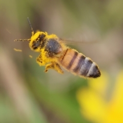 Apis mellifera at Wodonga, VIC - 2 Dec 2023 by KylieWaldon