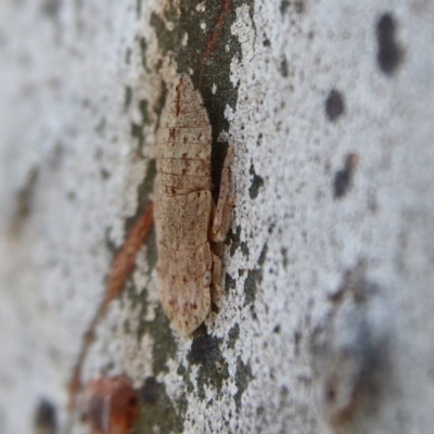 Ledromorpha planirostris (A leafhopper) at Higgins, ACT - 6 Dec 2023 by Trevor