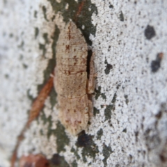 Ledromorpha planirostris at Higgins Woodland - 7 Dec 2023