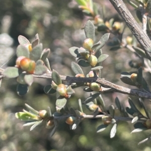 Leptospermum myrtifolium at Bolaro, NSW - 6 Dec 2023