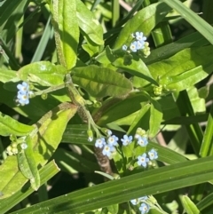 Myosotis laxa subsp. caespitosa (Water Forget-me-not) at Bolaro, NSW - 6 Dec 2023 by JaneR