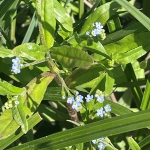 Myosotis laxa subsp. caespitosa at Bolaro, NSW - 6 Dec 2023