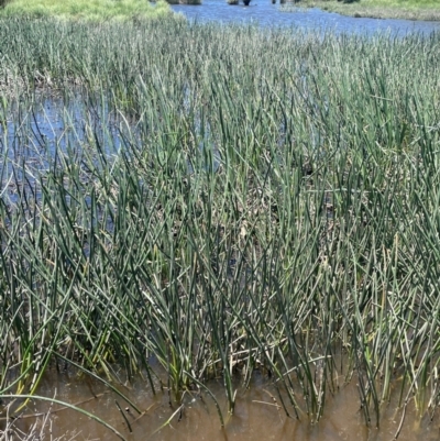 Eleocharis sphacelata (Tall Spike-rush) at Bolaro, NSW - 6 Dec 2023 by JaneR