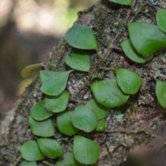 Pyrrosia rupestris (Rock Felt Fern) at Kianga, NSW - 5 Dec 2023 by plants