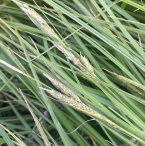 Carex gaudichaudiana at Bolaro, NSW - 6 Dec 2023