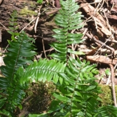 Pellaea falcata (Sickle Fern) at Bodalla State Forest - 4 Dec 2023 by plants