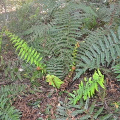 Polystichum proliferum (Mother Shield Fern) at Kianga, NSW - 4 Dec 2023 by plants