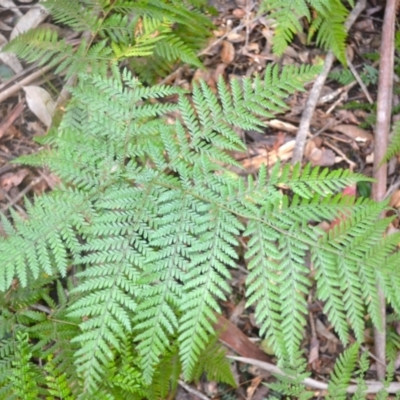 Lastreopsis decomposita (Trim Shield Fern) at Kianga, NSW - 5 Dec 2023 by plants