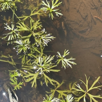 Ranunculus inundatus (River Buttercup) at Bolaro, NSW - 6 Dec 2023 by JaneR