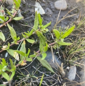 Persicaria prostrata at Bolaro, NSW - 6 Dec 2023 12:35 PM