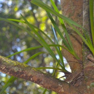 Cymbidium suave (Snake Orchid) at Kianga, NSW - 4 Dec 2023 by plants
