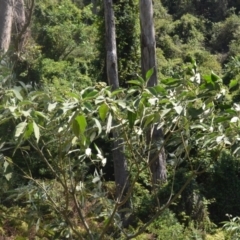Solanum mauritianum (Wild Tobacco Tree) at Kianga, NSW - 4 Dec 2023 by plants