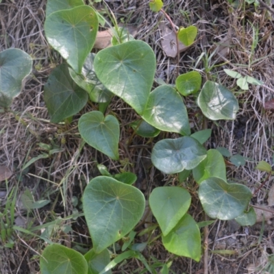 Stephania japonica var. discolor (Snake Vine) at Kianga, NSW - 4 Dec 2023 by plants