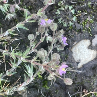 Spergularia rubra (Sandspurrey) at Bolaro, NSW - 6 Dec 2023 by JaneR