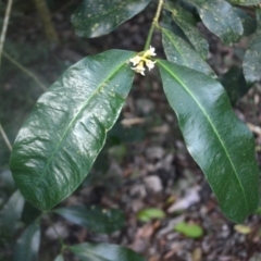 Baloghia inophylla (Brush Bloodwood) at Narooma, NSW - 5 Dec 2023 by plants