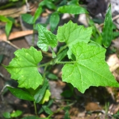 Sicyos australis (Star Cucumber) at Narooma, NSW - 5 Dec 2023 by plants