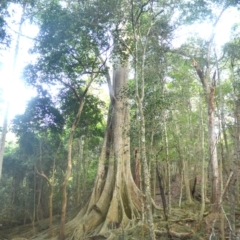 Ficus obliqua (Small-leaved Fig) at Narooma, NSW - 5 Dec 2023 by plants