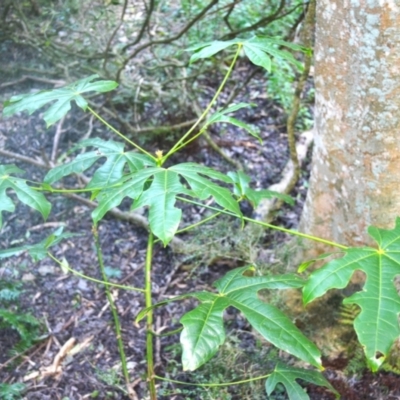 Brachychiton acerifolius (Illawarra Flame Tree) at Narooma, NSW - 5 Dec 2023 by plants