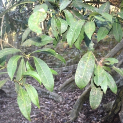 Symplocos thwaitesii (Buff Hazelwood) at Narooma, NSW - 5 Dec 2023 by plants