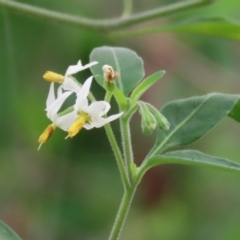 Solanum chenopodioides (Whitetip Nightshade) at Gigerline Nature Reserve - 8 Dec 2023 by RodDeb