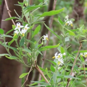 Solanum chenopodioides at Gigerline Nature Reserve - 8 Dec 2023