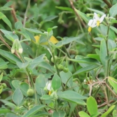 Solanum chenopodioides at Gigerline Nature Reserve - 8 Dec 2023